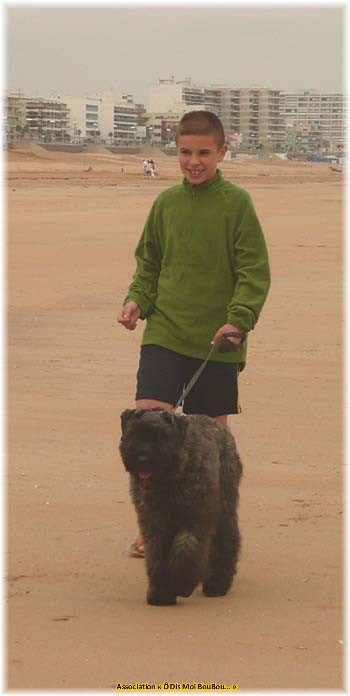 Bouvier des Flandres Association &Ocirc; Dis Moi BouBou